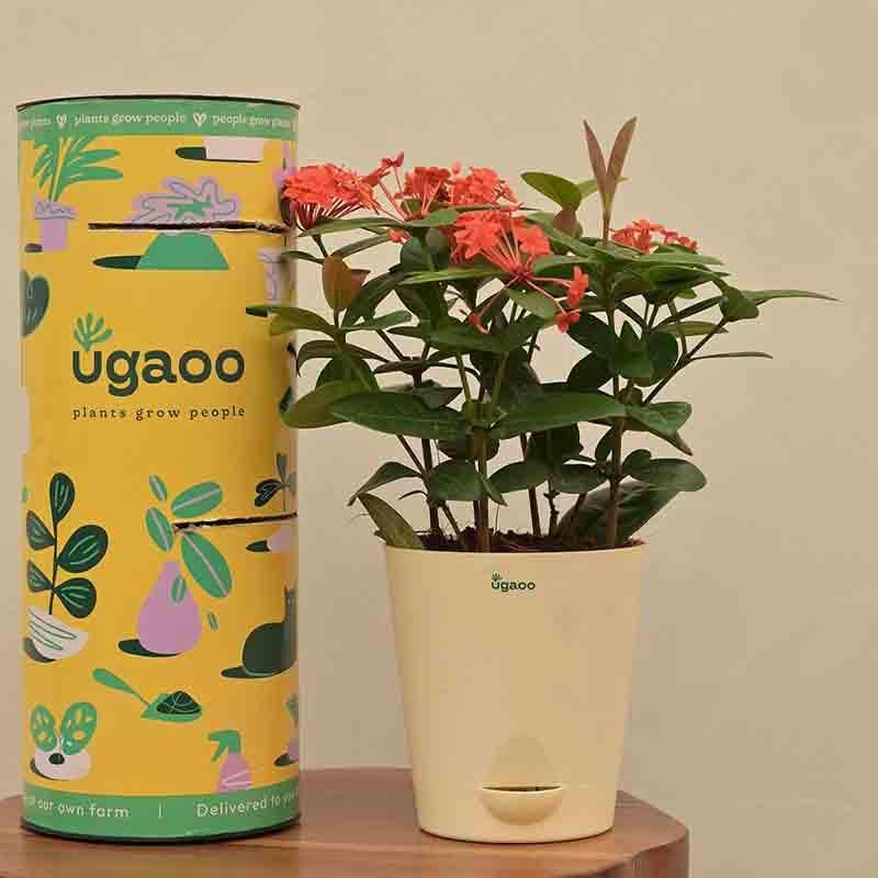 Buy Ugaoo Ixora (Rugmini) Plant - Dark Orange Live Plants from Vaaree