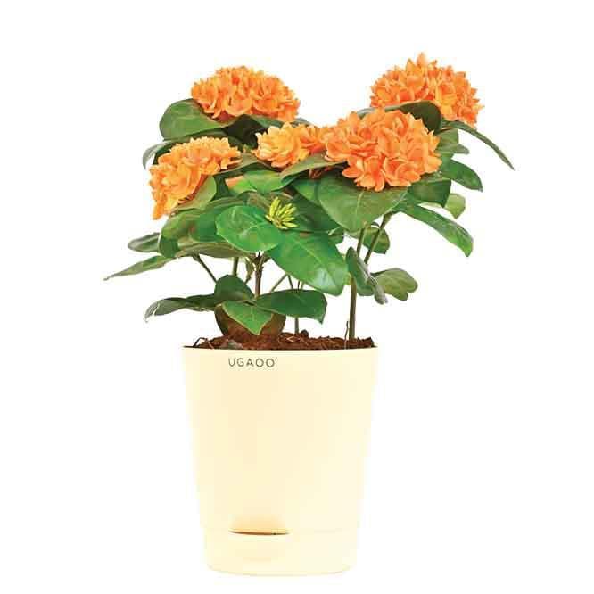 Buy Ugaoo Ixora (Rugmini) Plant - Orange Live Plants from Vaaree