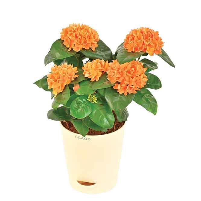 Buy Ugaoo Ixora (Rugmini) Plant - Orange Live Plants from Vaaree