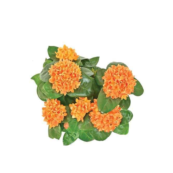 Buy Ugaoo Ixora (Rugmini) Plant - Orange Live Plants from Vaaree