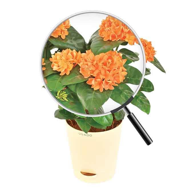 Buy Ugaoo Ixora (Rugmini) Plant - Orange Live Plants from Vaaree