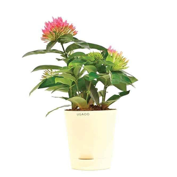 Buy Ugaoo Ixora (Rugmini) Plant - Pink Live Plants from Vaaree