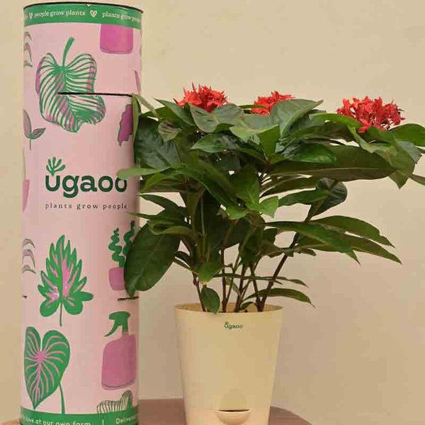 Buy Ugaoo Ixora (Rugmini) Plant - Red Live Plants from Vaaree