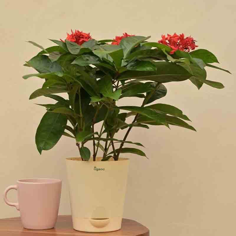 Buy Ugaoo Ixora (Rugmini) Plant - Red Live Plants from Vaaree