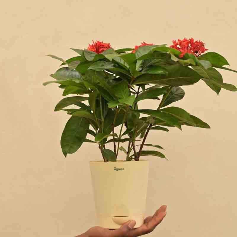 Buy Ugaoo Ixora (Rugmini) Plant - Red Live Plants from Vaaree