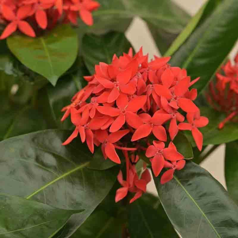 Buy Ugaoo Ixora (Rugmini) Plant - Red Live Plants from Vaaree