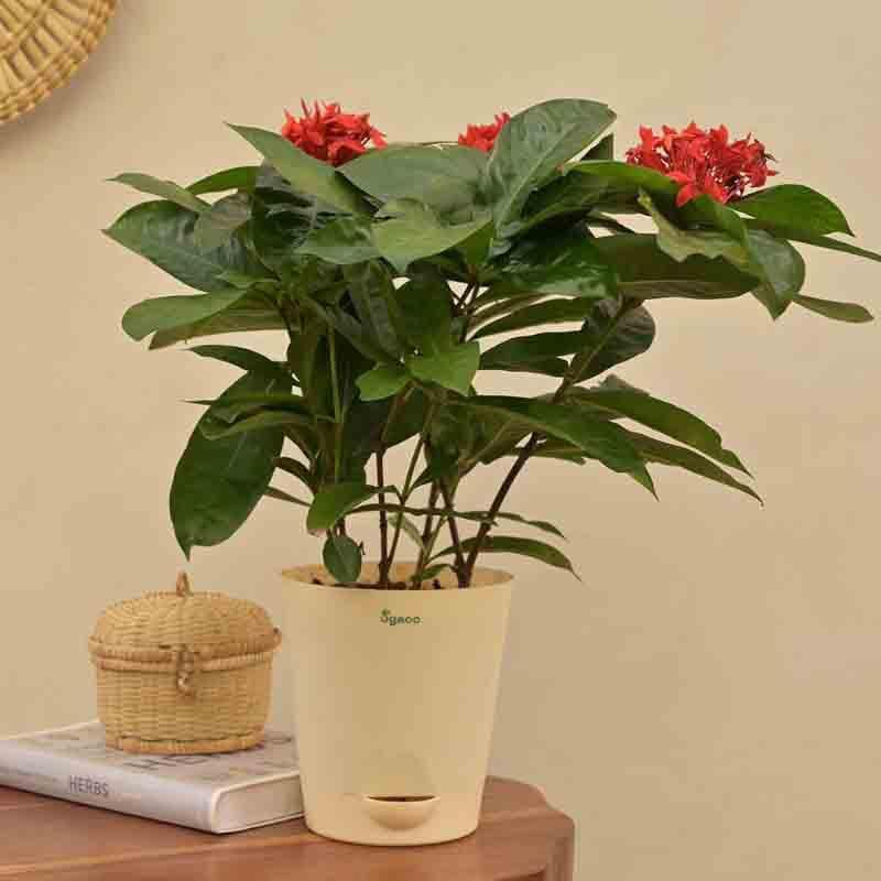 Buy Ugaoo Ixora (Rugmini) Plant - Red Live Plants from Vaaree