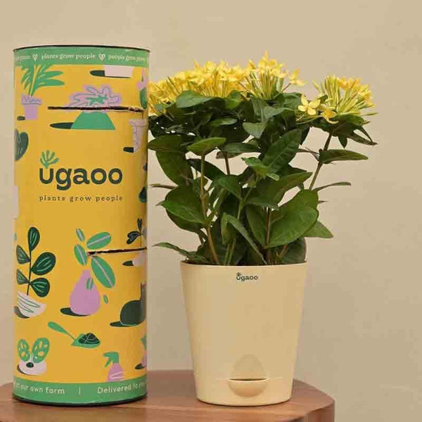 Buy Live Plants - Ugaoo Ixora (Rugmini) Plant - Yellow at Vaaree online