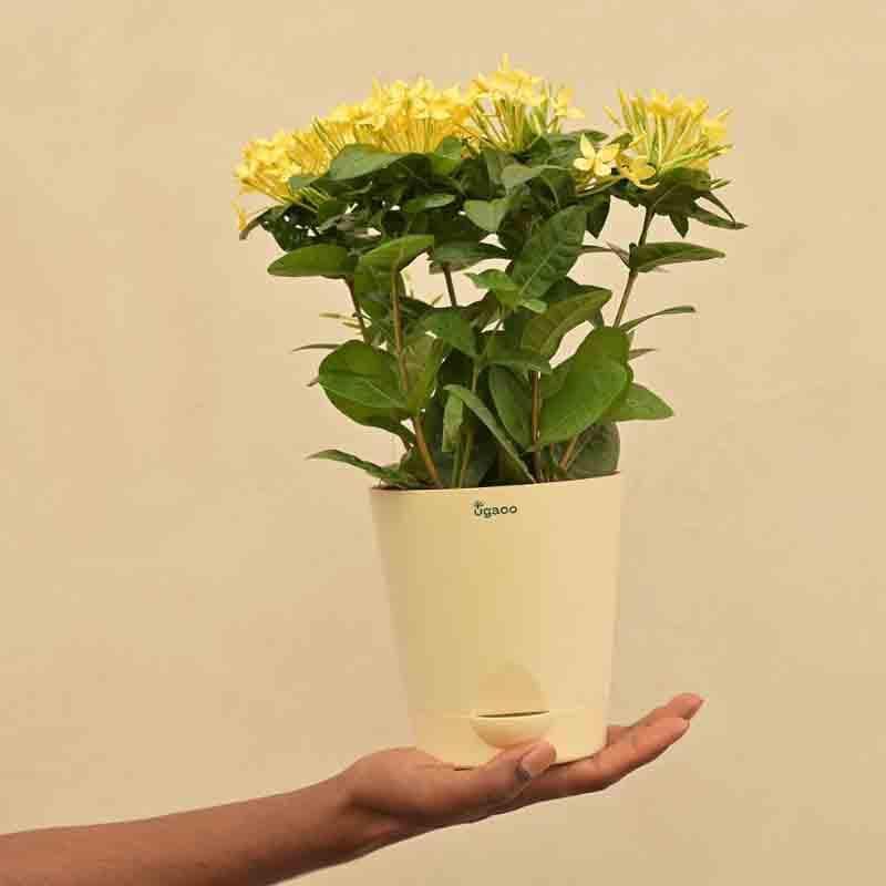 Buy Ugaoo Ixora (Rugmini) Plant - Yellow Live Plants from Vaaree