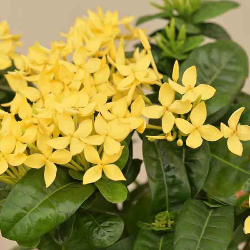 Buy Ugaoo Ixora (Rugmini) Plant - Yellow Live Plants from Vaaree