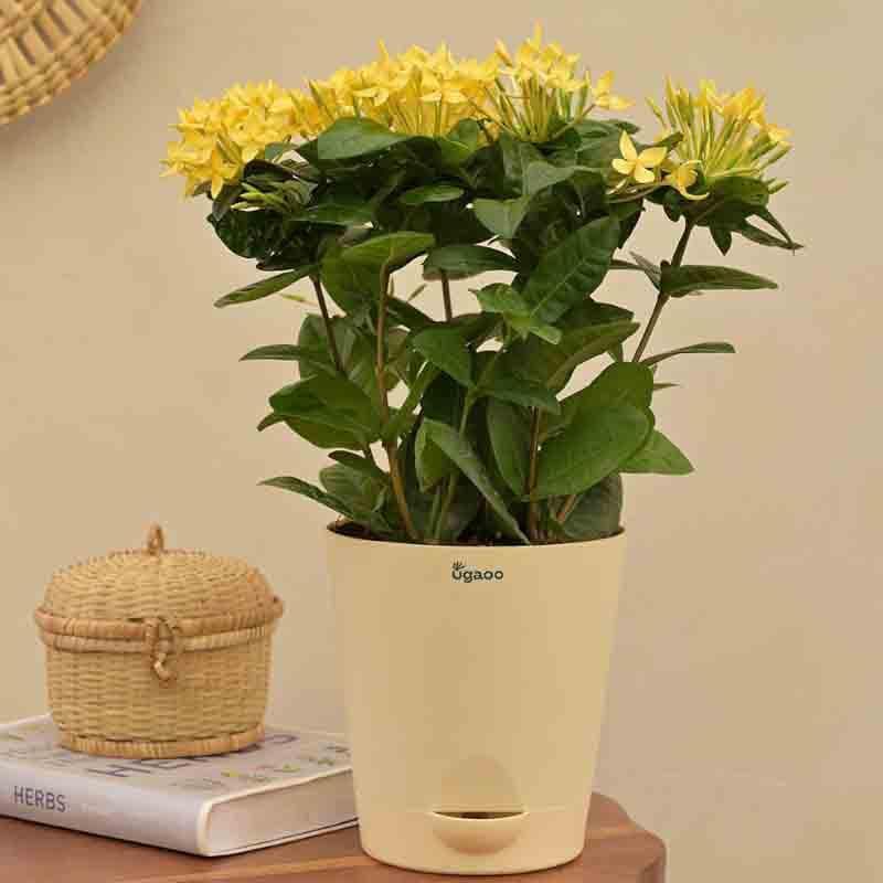 Buy Ugaoo Ixora (Rugmini) Plant - Yellow Live Plants from Vaaree