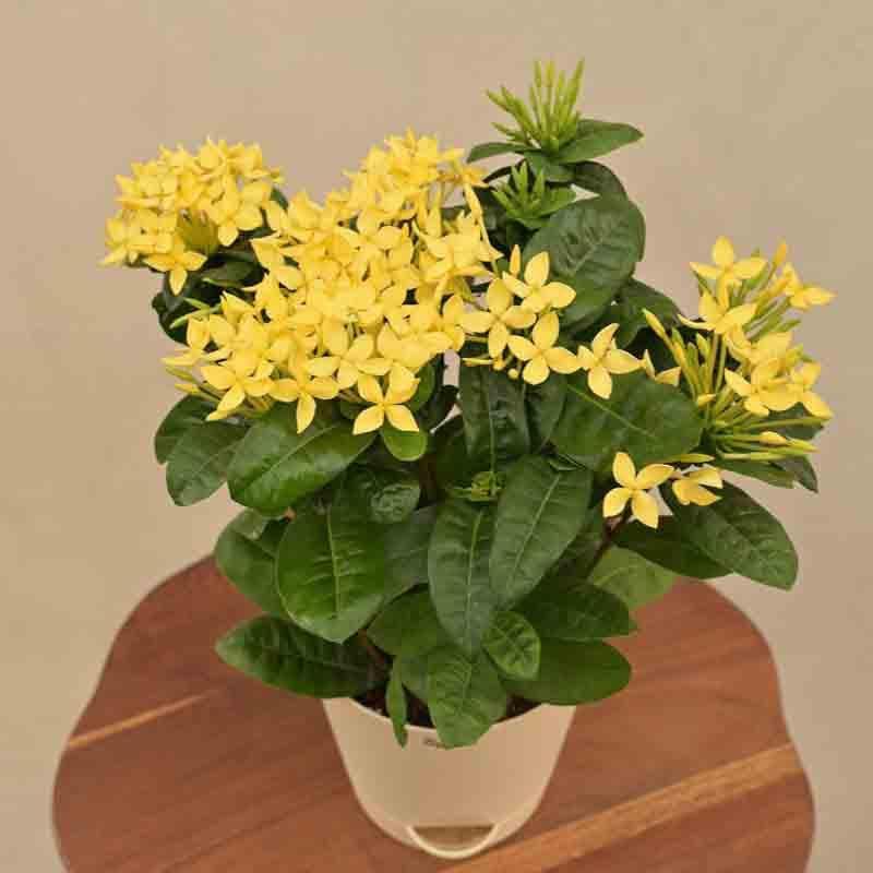 Buy Ugaoo Ixora (Rugmini) Plant - Yellow Live Plants from Vaaree