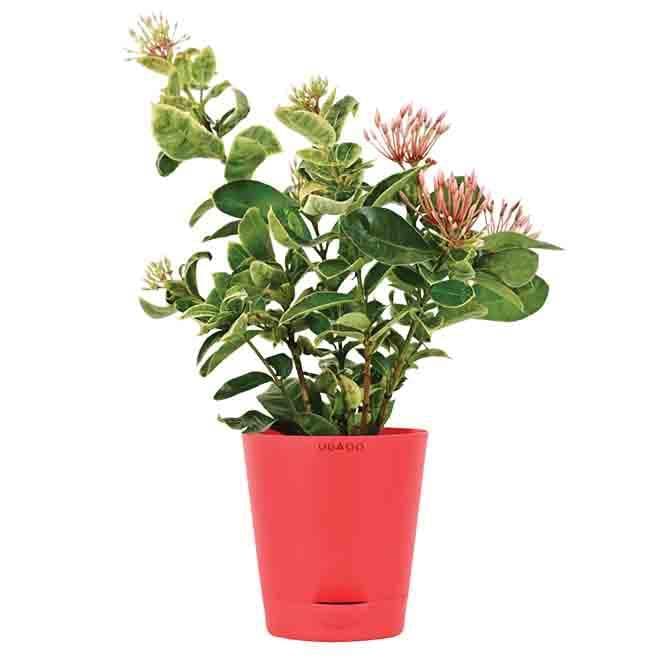 Buy Live Plants - Ugaoo Ixora (Rugmini) Variegated Plant at Vaaree online