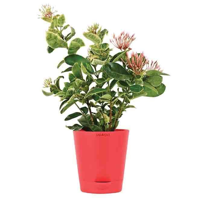 Buy Ugaoo Ixora (Rugmini) Variegated Plant Live Plants from Vaaree