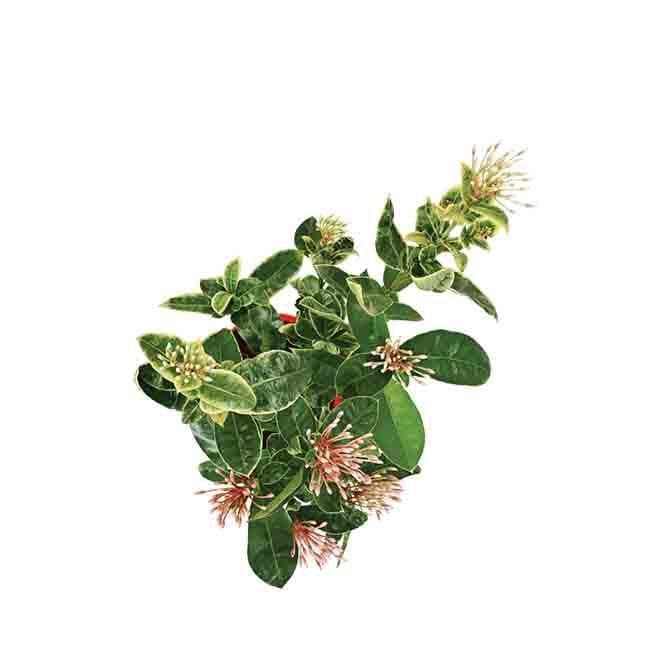 Buy Ugaoo Ixora (Rugmini) Variegated Plant Live Plants from Vaaree