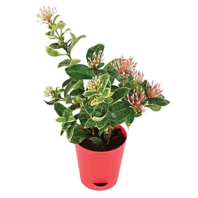 Buy Live Plants - Ugaoo Ixora (Rugmini) Variegated Plant at Vaaree online