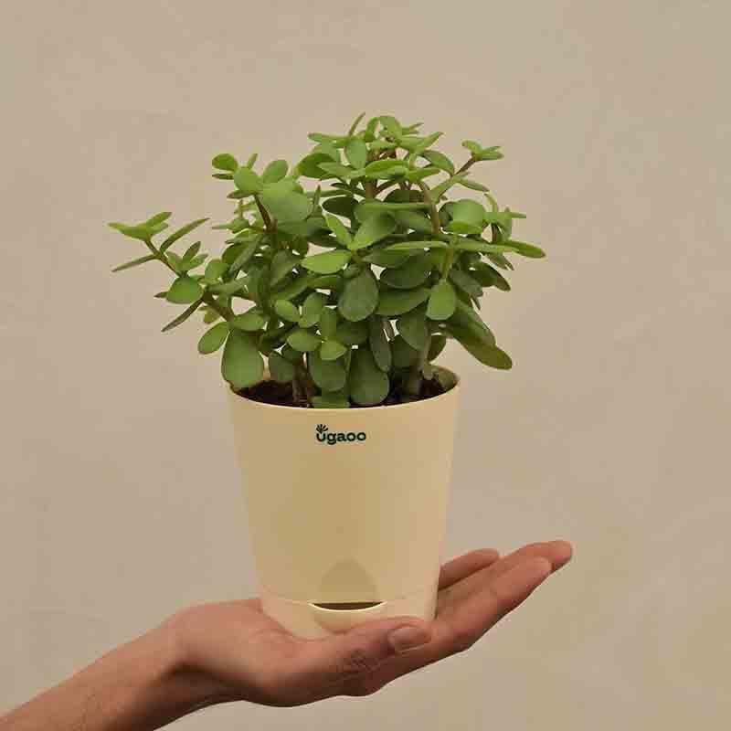 Buy Ugaoo Jade Mini Plant- Medium Live Plants from Vaaree