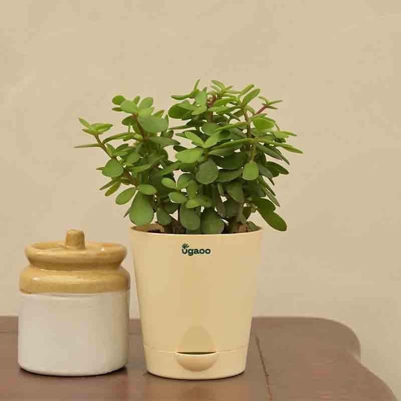 Buy Ugaoo Jade Mini Plant- Medium Live Plants from Vaaree