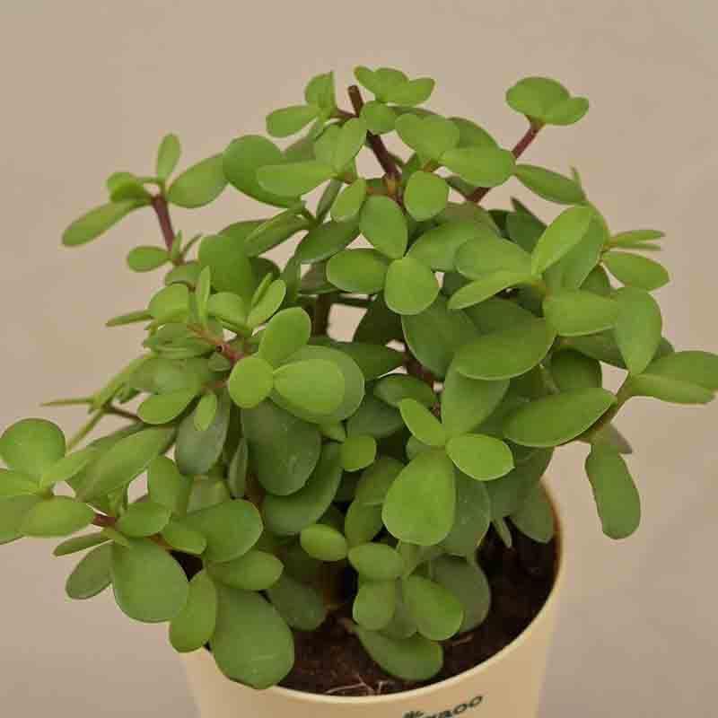 Buy Ugaoo Jade Mini Plant- Medium Live Plants from Vaaree