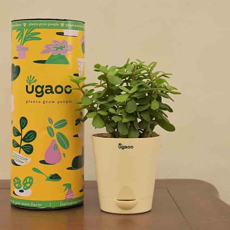 Buy Ugaoo Jade Mini Plant- Medium Live Plants from Vaaree