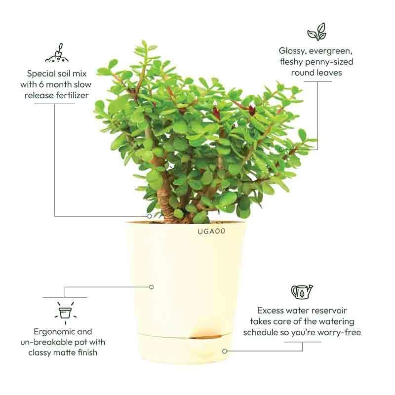 Buy Ugaoo Jade Mini Plant- Medium Live Plants from Vaaree