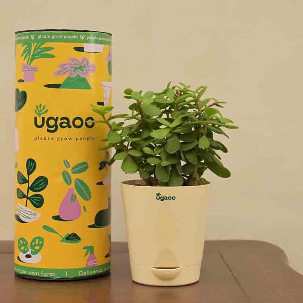 Buy Ugaoo Jade Mini Plant-Small Live Plants from Vaaree