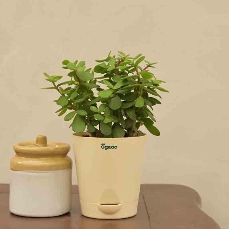 Buy Ugaoo Jade Mini Plant-Small Live Plants from Vaaree