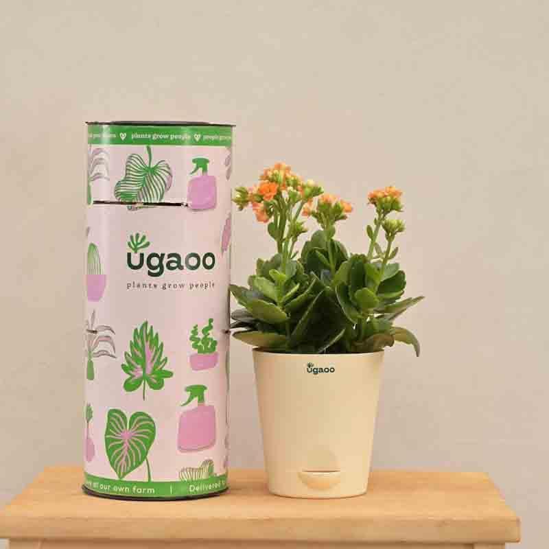 Buy Ugaoo Kalanchoe Plant - Orange Live Plants from Vaaree