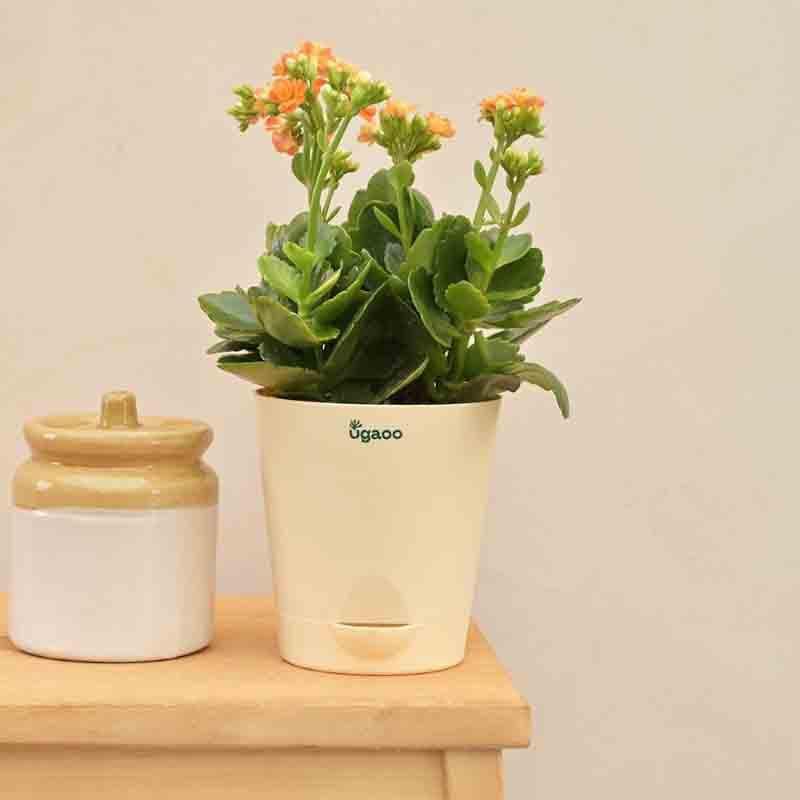 Buy Ugaoo Kalanchoe Plant - Orange Live Plants from Vaaree