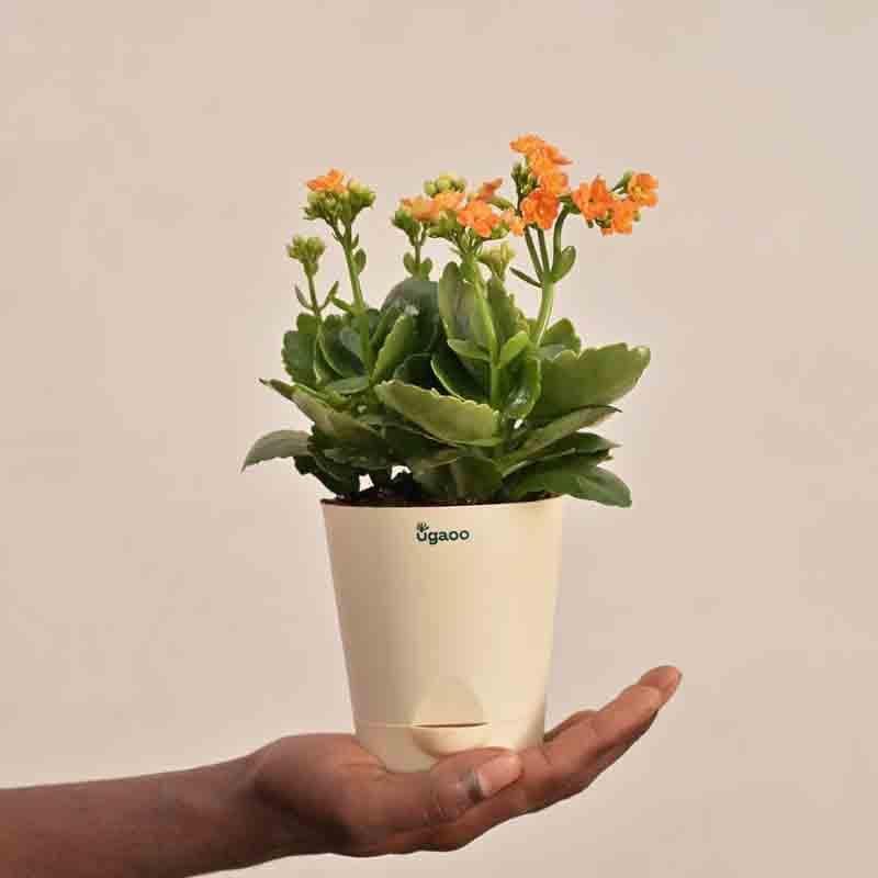 Buy Ugaoo Kalanchoe Plant - Orange Live Plants from Vaaree