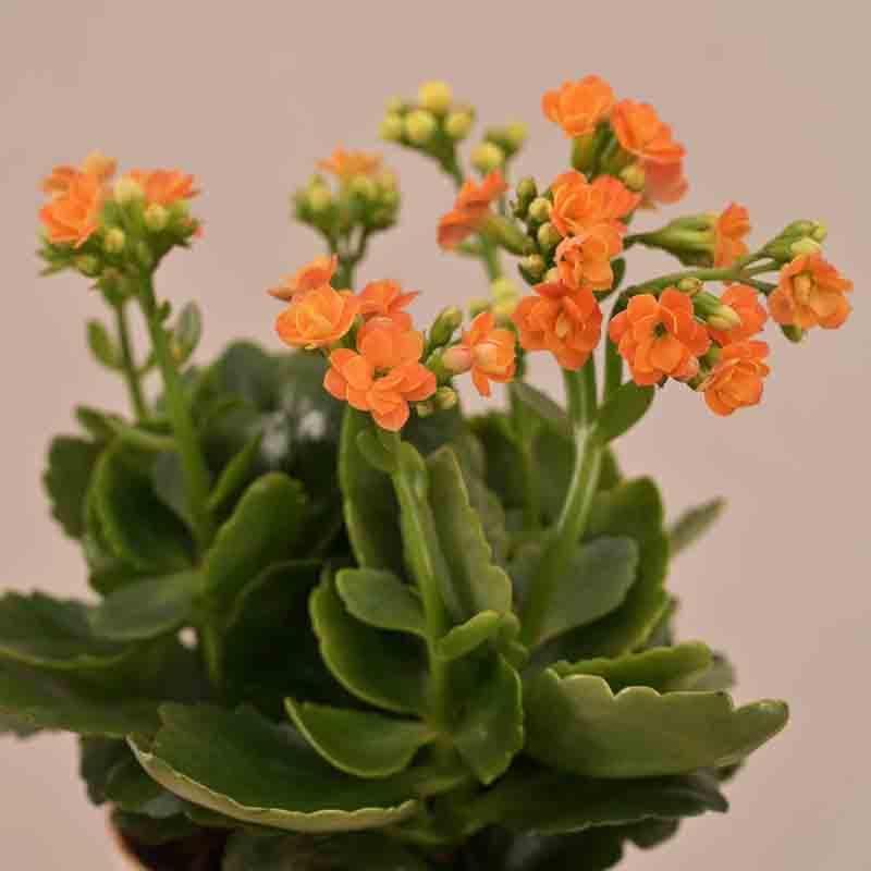 Buy Ugaoo Kalanchoe Plant - Orange Live Plants from Vaaree