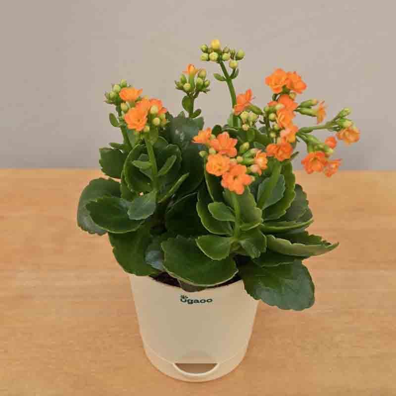 Buy Ugaoo Kalanchoe Plant - Orange Live Plants from Vaaree