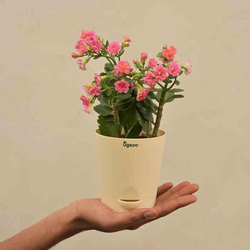 Buy Ugaoo Kalanchoe Plant - Pink Live Plants from Vaaree