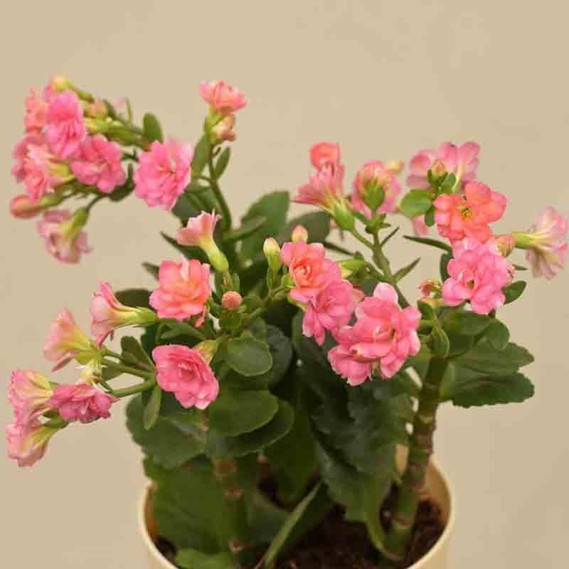 Buy Ugaoo Kalanchoe Plant - Pink Live Plants from Vaaree