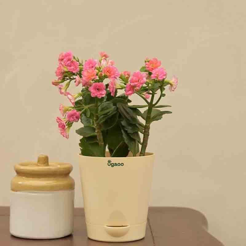 Buy Ugaoo Kalanchoe Plant - Pink Live Plants from Vaaree