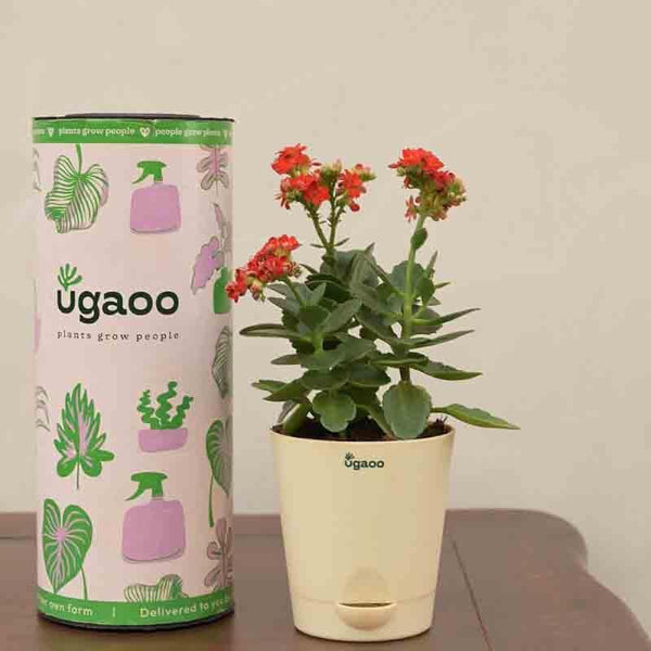 Buy Ugaoo Kalanchoe Plant - Red Live Plants from Vaaree