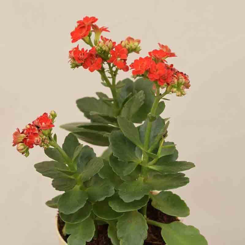 Buy Ugaoo Kalanchoe Plant - Red Live Plants from Vaaree