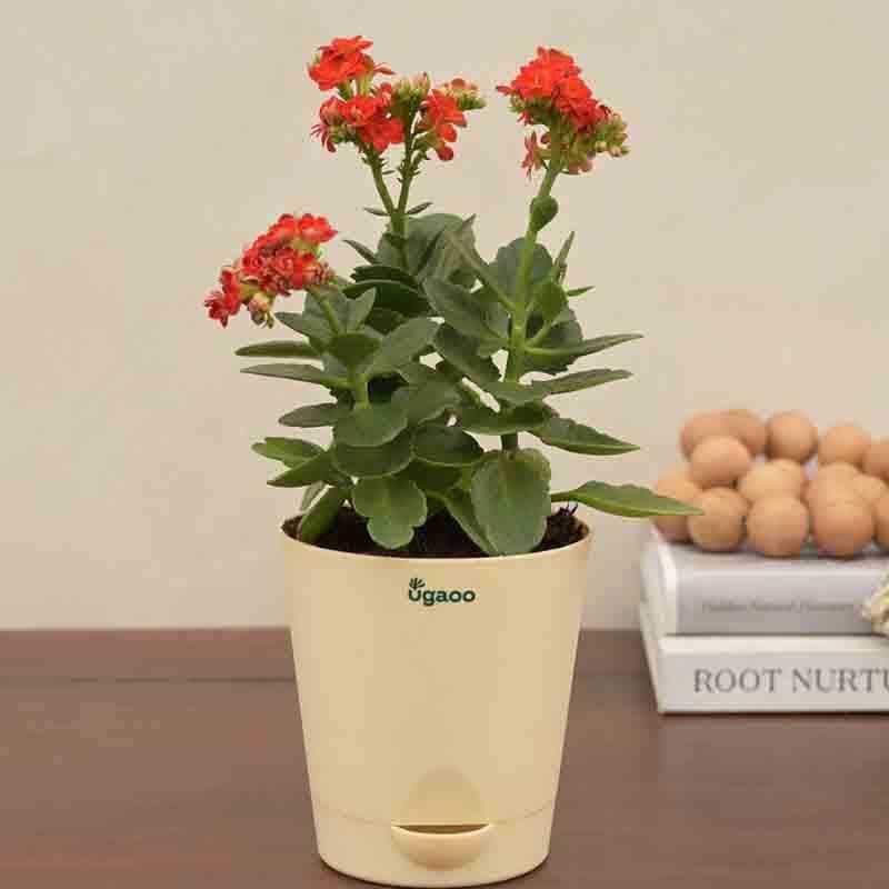 Buy Ugaoo Kalanchoe Plant - Red Live Plants from Vaaree