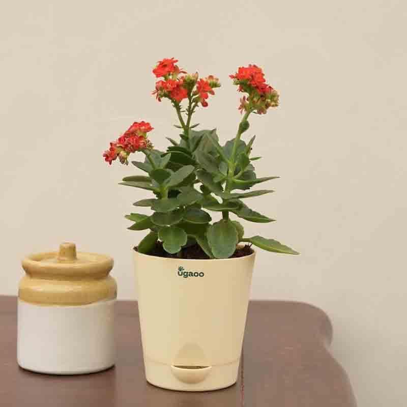 Buy Ugaoo Kalanchoe Plant - Red Live Plants from Vaaree