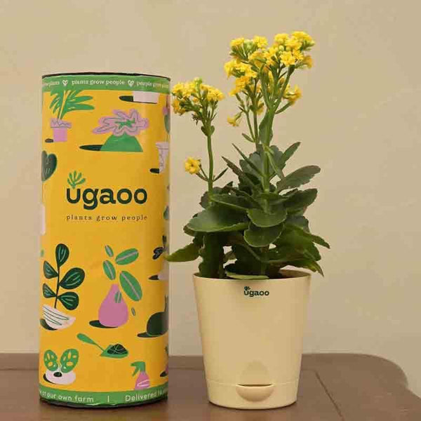 Buy Ugaoo Kalanchoe Plant - Yellow Live Plants from Vaaree