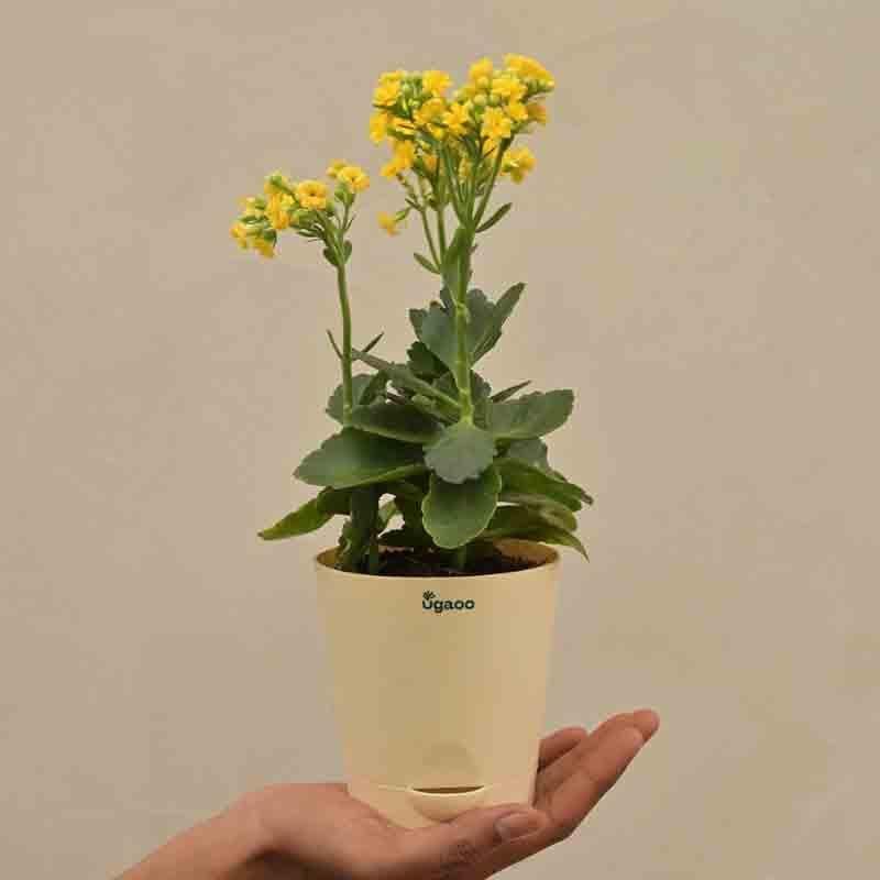 Buy Ugaoo Kalanchoe Plant - Yellow Live Plants from Vaaree