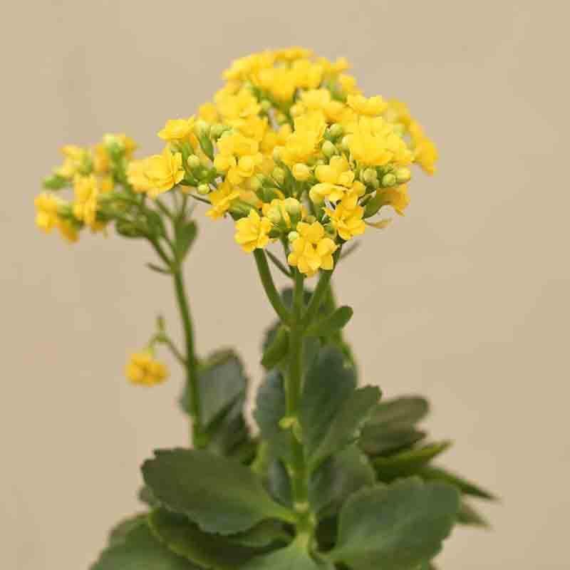 Buy Ugaoo Kalanchoe Plant - Yellow Live Plants from Vaaree