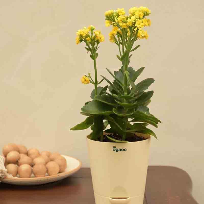 Buy Ugaoo Kalanchoe Plant - Yellow Live Plants from Vaaree