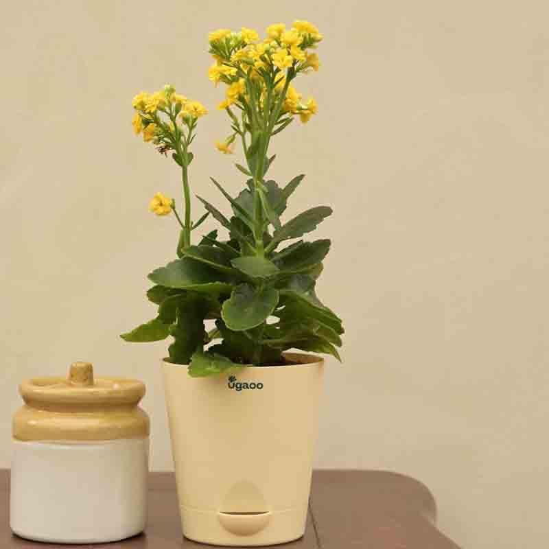 Buy Ugaoo Kalanchoe Plant - Yellow Live Plants from Vaaree