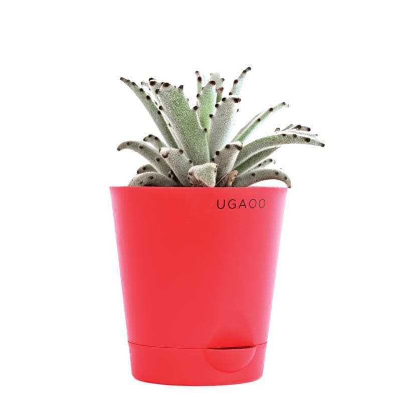 Buy Ugaoo Kalanchoe Tomentosa Plant Live Plants from Vaaree