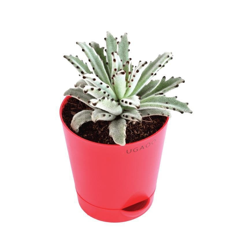 Buy Ugaoo Kalanchoe Tomentosa Plant Live Plants from Vaaree