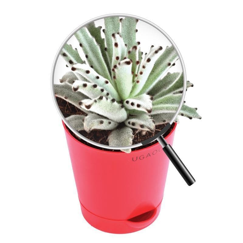 Buy Ugaoo Kalanchoe Tomentosa Plant Live Plants from Vaaree