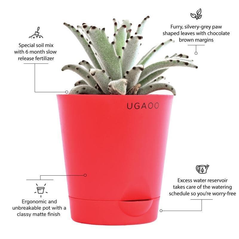 Buy Ugaoo Kalanchoe Tomentosa Plant Live Plants from Vaaree