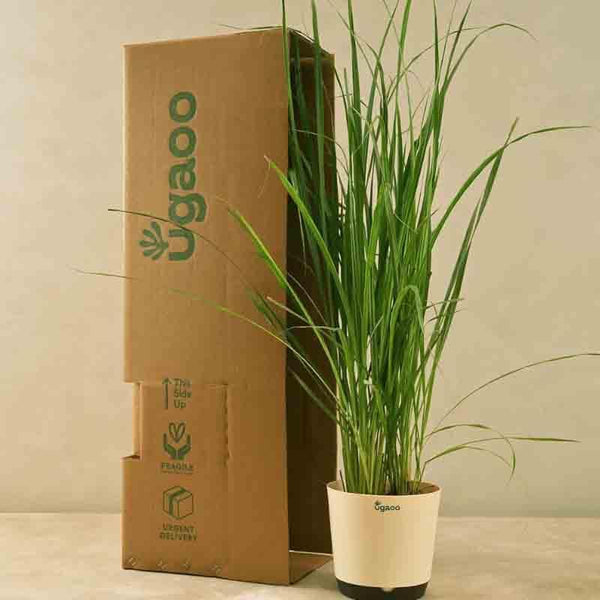 Buy Ugaoo Lemon Grass Plant Live Plants from Vaaree