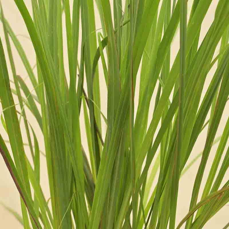 Buy Ugaoo Lemon Grass Plant Live Plants from Vaaree